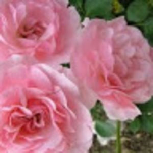 Meet your Posher, Charlotte